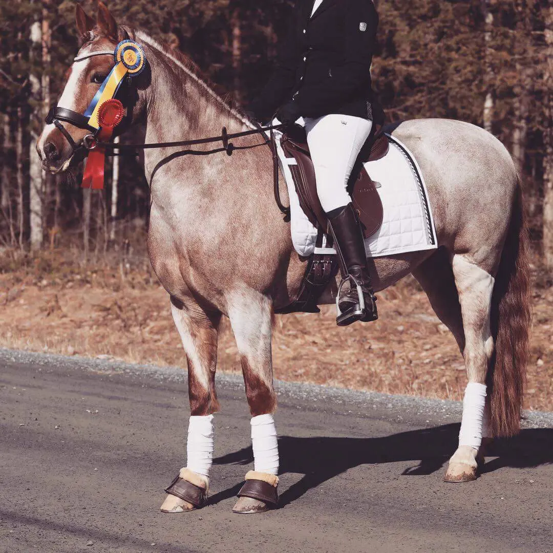 Dressyrtävling