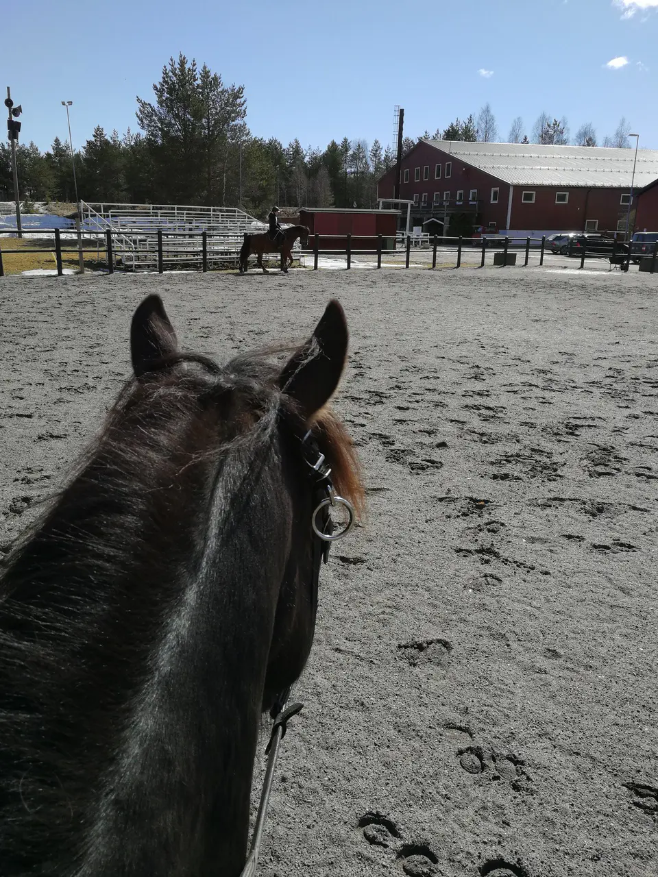 Twister och Lusen njuter i solen