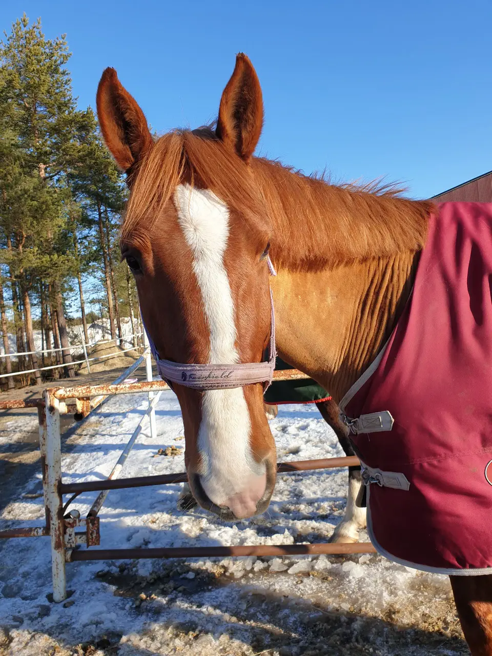 Comet njuter i solen 😊