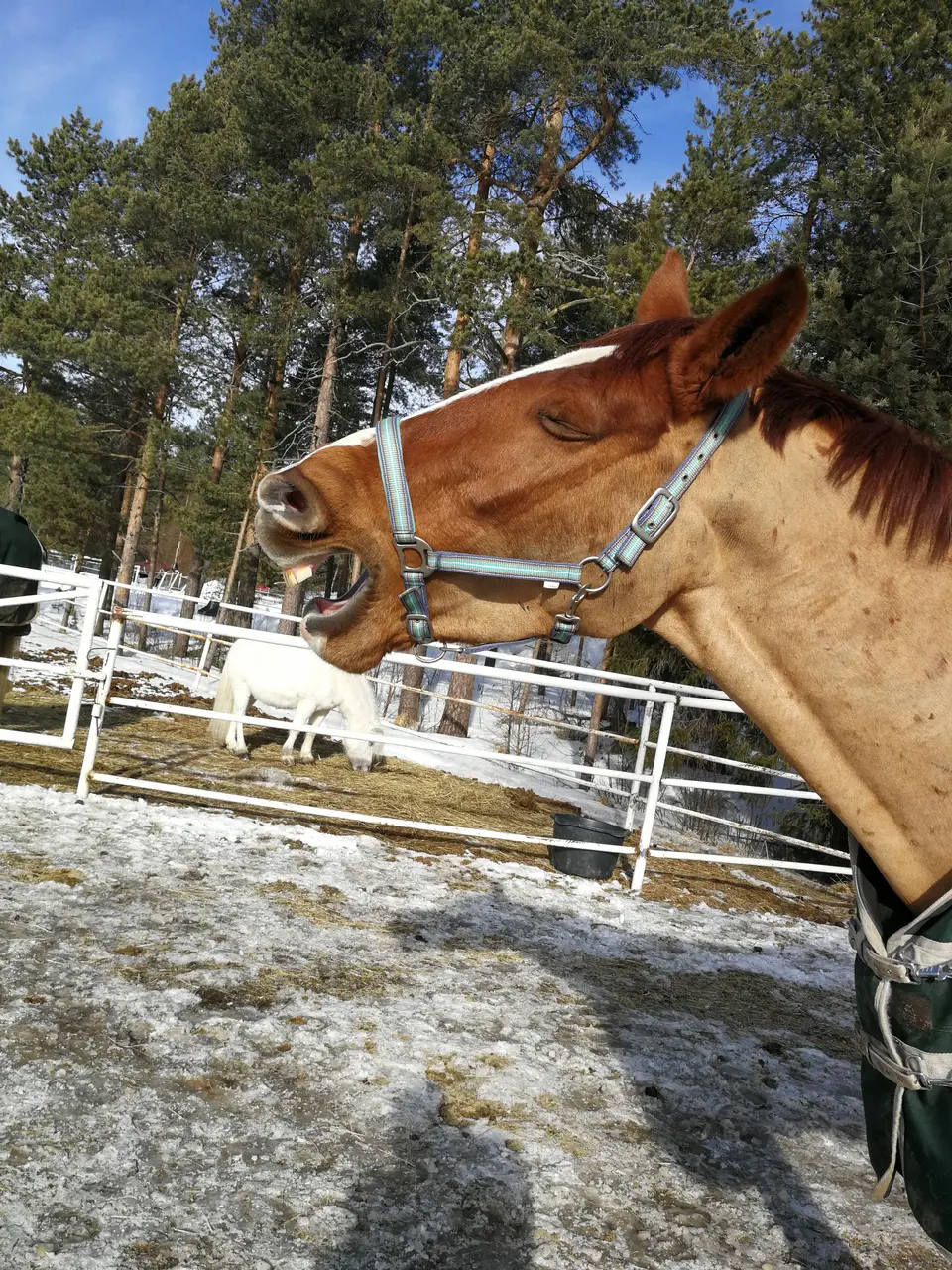 Glad påsk!
