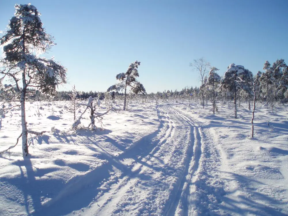 En fin dag på Råsseredsmossen (Foto Carina Lindberg)