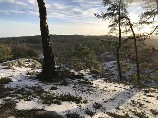 Utsikten vid Veksjöberget på vita och gröna spåret, med lätt pudersnö på backen och i dimma. Tredje bilden är från 14 km-spåret.