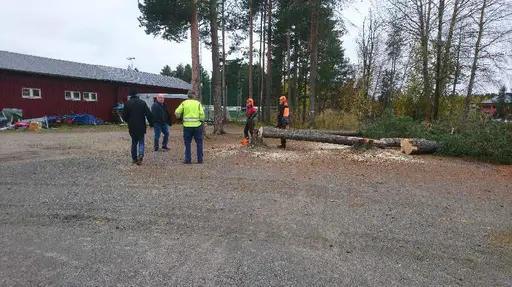 Nu startar förberedelserna med att rensa bort träden som står ivägen...