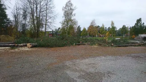 Nu startar förberedelserna med att rensa bort träden som står ivägen...