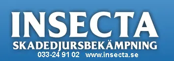 Insecta