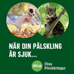 Dina
