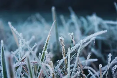 frost i gräs - ingen bra förutsättning för tillväxt