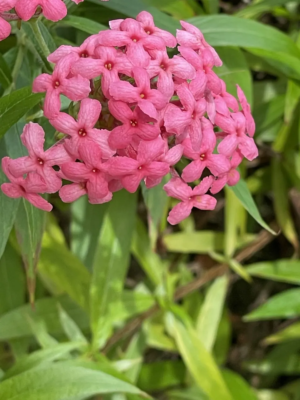 En symbolisk blomma från oss i styrelsen till alla er gör klubben levande – kansli, aktiva, ledare, tränare, administratörer, föräldrar, funktionärer, osv.