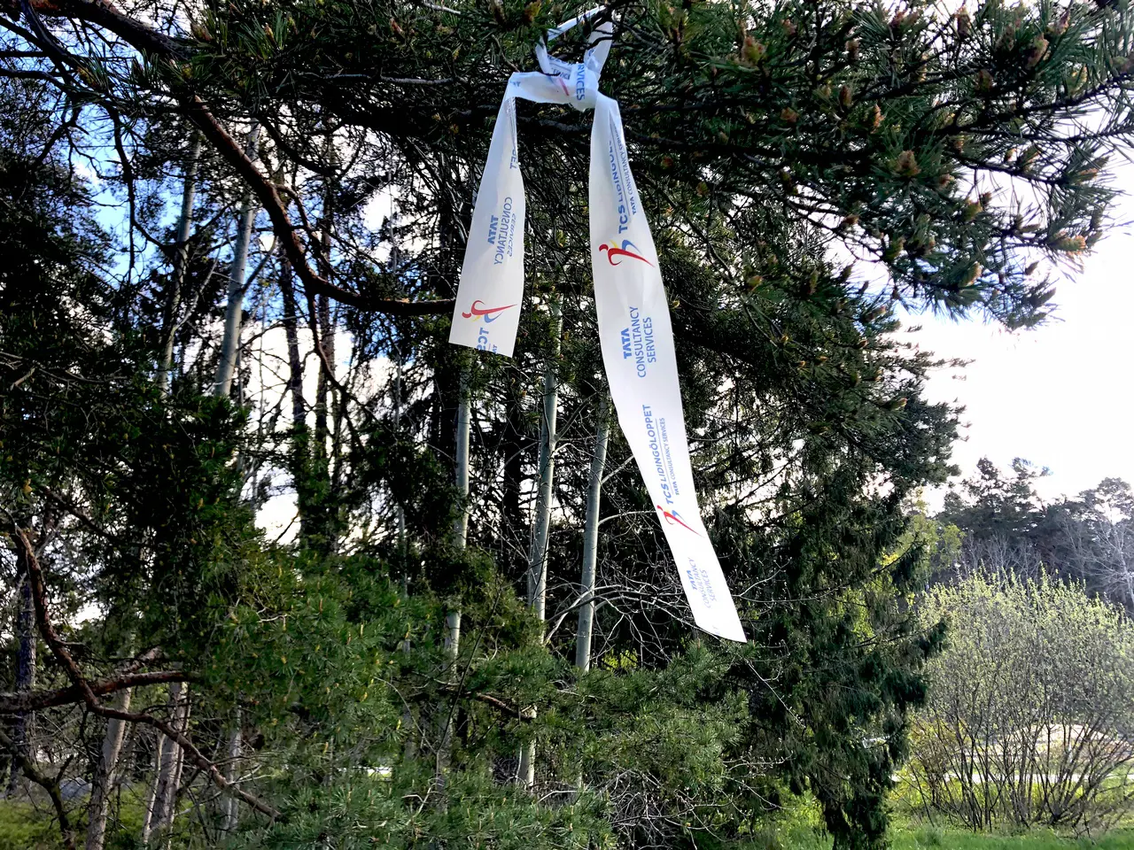 Snitlsarna sitter upp. Nu har du en vecka på dig att springa Vårmilen. Foto: Janne Åkerblom